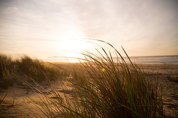 Golden hour at a tranquil beach with sand dunes and grasses swaying in the breeze. HD wallpaper