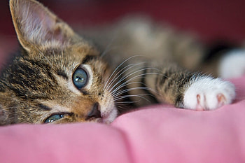 RESTING KITTY TUCKERED OUT, cute, loveable, adorable, kitty HD wallpaper