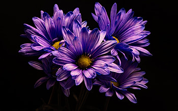 violet chrysanthemum, Colourful flower , Nature's vibrant display, Petal perfection HD wallpaper