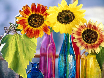 Flowers, Sunflowers, Shine, Light, Bright, Leaflet, Bottle, Bottles HD wallpaper