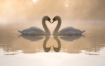 Animals, Birds, Water, Hearts, Swans, Love, Valentine's Day HD wallpaper