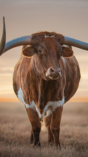 Sunset cow scene, Farm animal beauty, Rustic charm, Grazing peacefully HD phone wallpaper