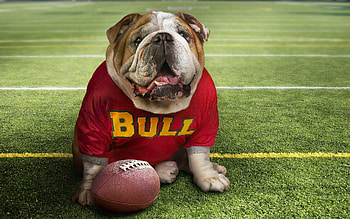Bulldog, Cool the bulldog , Expert HD wallpaper