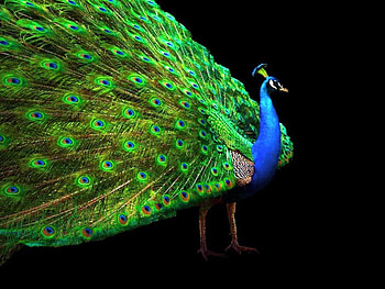 Tail, blue, black, bird, green, peacock, fan, beauty HD wallpaper