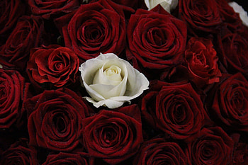 Flowers, Rose Flower, Rose, Bouquet, Buds HD wallpaper