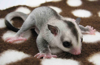Sugar glider , Nature's adorable, Wildlife wonders, Captivating moments HD wallpaper