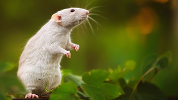 Rat , High-Resolution Backgrounds, Rat Artistry, Digital Beauty HD wallpaper