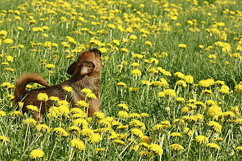 Howling to the Dandelion, dog, howling, animals, yellow, dandelion, flowers HD wallpaper