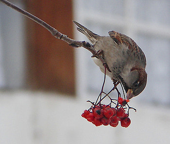 berries for bird, winter, branch, bird, red, berries, lovely HD wallpaper