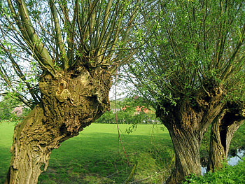 ***, green, trees, nature, grass, spring, tree HD wallpaper