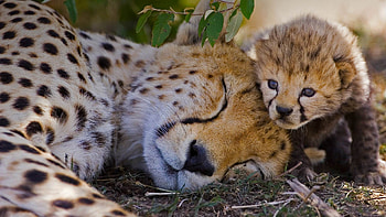 Cheetah mother and cub, Maasai Mara National Reserve, Kenya, Bing gallery HD wallpaper