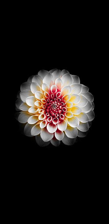 Dahlia , backgrounds, Nature beauty, Floral HD phone wallpaper