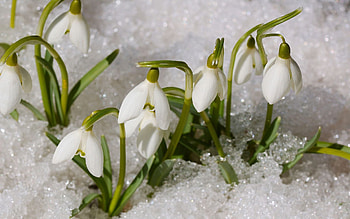 Snowdrops, winter, plants, snow, blossoms, petals HD wallpaper