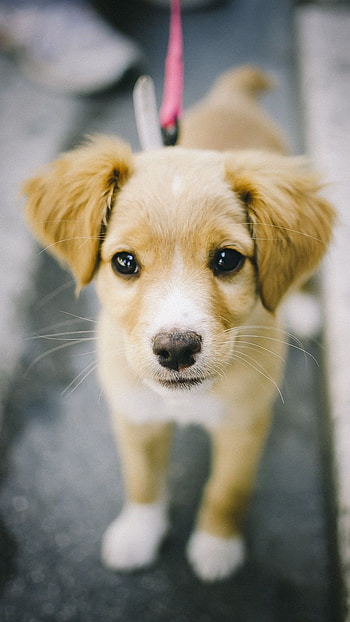 Cute Dog, Street Dog HD phone wallpaper
