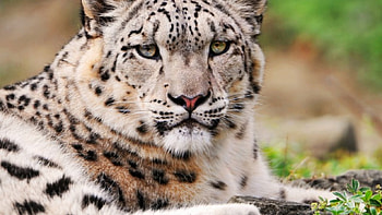 The Elusive Snow Leopard, animal, furry, cat, snow leopard, beautiful HD wallpaper