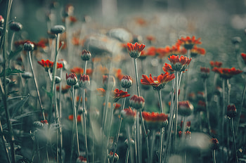 Flowers, Glare, Field HD wallpaper