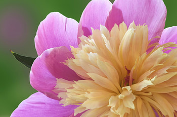 Peony Petals, peony, nature, petals, flower HD wallpaper