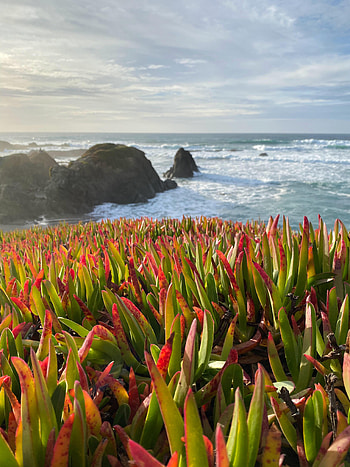 Nature, Grass, Sea, Rocks, Horizon, Plant HD phone wallpaper