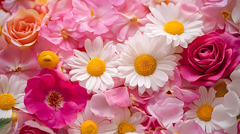 flower, macro, rose, daisy HD wallpaper