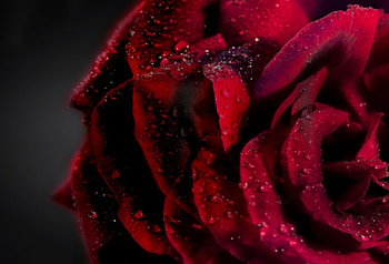 ReD Rose , Beautiful, Petals, Drops, Color, Red, Lovely, Flower, Rose HD wallpaper