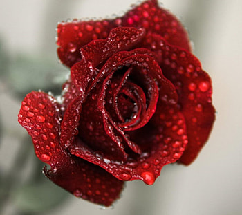 Rose, drops, beautiful, water HD wallpaper