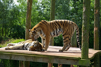 tigers, are you asleep, your in my spot, lazy days HD wallpaper