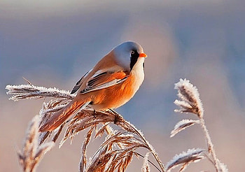 Beautiful Bird, beautiful, bird HD wallpaper