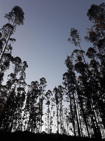 Nature, Trees, Moon, Evening, Bottom View HD phone wallpaper