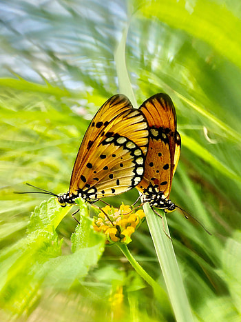 Animals, Butterflies, Flower, Pattern, Wings HD phone wallpaper