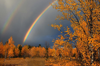 autumn rainbow, trees, autumn, nature, rainbow HD wallpaper