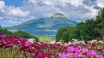 Pilot Mountain in Summer, North Carolina, wildflowers, blossoms, clouds, landscape, trees, sky, usa HD wallpaper