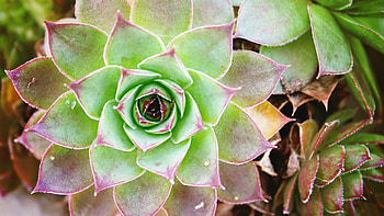 Common houseleek, Cactus HD wallpaper