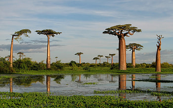 baobabs, Adansonia, upside down tree, evening, sunset, lake, baobab, Madagascar, big trees HD wallpaper