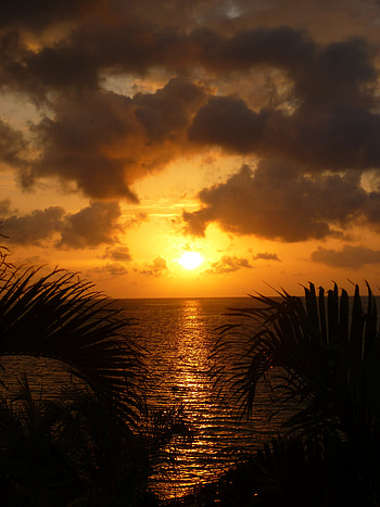 Nature, Sunset, Leaves, Sea, Sun, Twilight, Clouds, Reflection, Dusk HD phone wallpaper