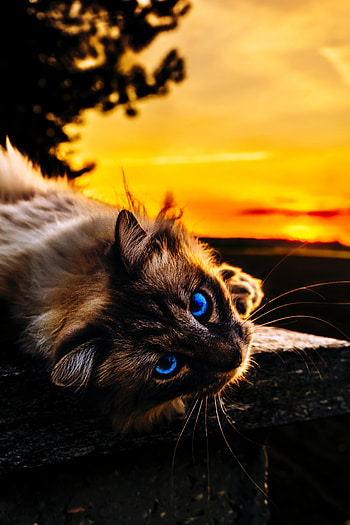 Animals, Cat, Muzzle, Eyes, Pet, Sight, Opinion HD phone wallpaper