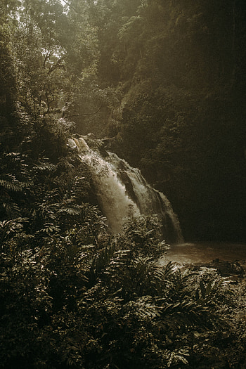 Nature, Rivers, Bush, Waterfall, Fog HD phone wallpaper