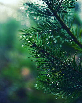 Drops, Macro, Branch, Spruce, Fir, Needles HD phone wallpaper