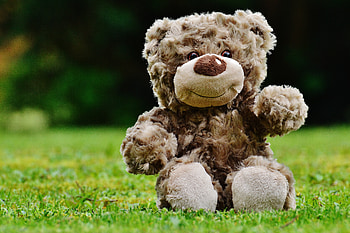 Animals, Grass, Bear, Toy HD wallpaper