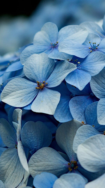 Blue Flowers, Hydrangea Petals HD phone wallpaper