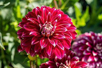 Dahilas, Flowers, Nature, Red HD wallpaper