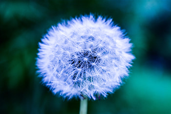 Dandelion, portrait, blue HD wallpaper