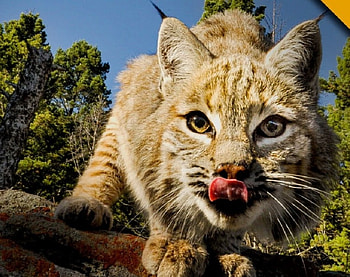 great wild cat, cats, great, wild, animals HD wallpaper
