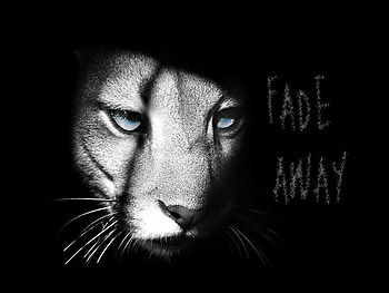 Fade Away, big cats, abstract, art, animals, cats, cat HD wallpaper