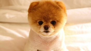 Elegant white and brown teacup pomeranian puppy, Luxury cuteness HD wallpaper