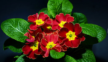 Stunning red primrose, graphy, garden, perennials, pretty, red, flower, green, , nature, annuals HD wallpaper