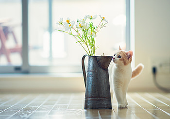 Animals, Flowers, Kitty, Kitten, Vase, Parquet HD wallpaper