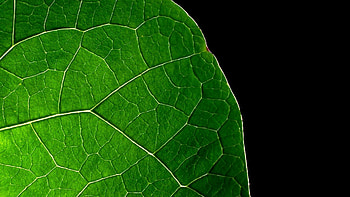 Macro, Lines, Dark Background, Sheet, Leaf HD wallpaper