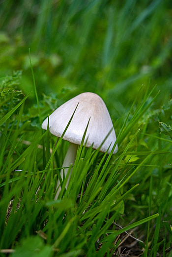 Grass, Macro, Mushroom HD phone wallpaper