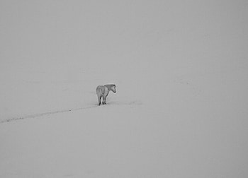 Horse Minimalism, horse, minimalism, artist HD wallpaper