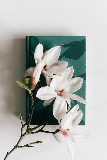 A delicate arrangement of magnolia flowers resting on a green notebook, offering a serene aesthetic. HD phone wallpaper